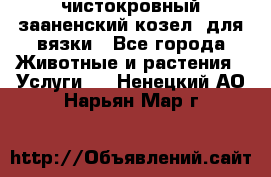 чистокровный зааненский козел  для вязки - Все города Животные и растения » Услуги   . Ненецкий АО,Нарьян-Мар г.